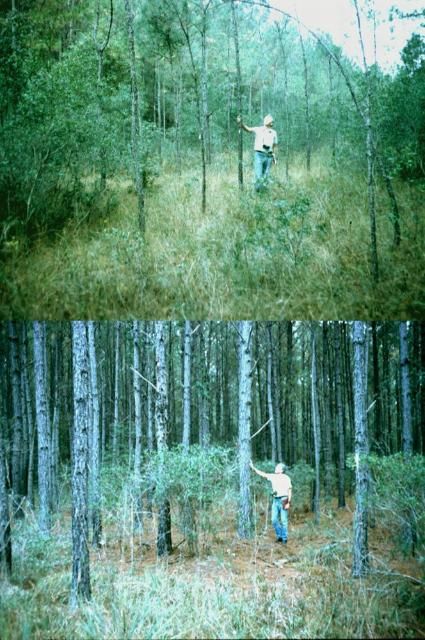 Figure 4. Examples of dramatic phosphorus responses of loblolly pine growing on CRIFF A group soils. The two pictures came from the same stand, with the top picture being the control plot (no fertilizer added) and the bottom picture depicting the plot fertilized with 50 lbs/ac P at time of planting. The site had no prior fertilizer history.