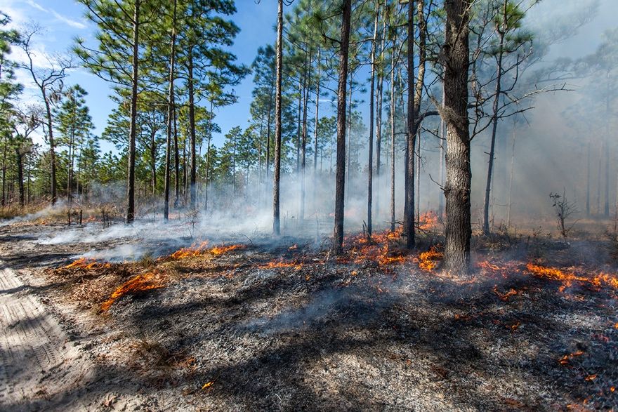 Prescribed fire is an important tool for managing Florida forests and reducing wildfire risk across the state. To manage smoke, the Florida Forest Service issues prescribed fire permits to landowners, contractors, and agencies. 