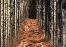 Image of planted pine trees.