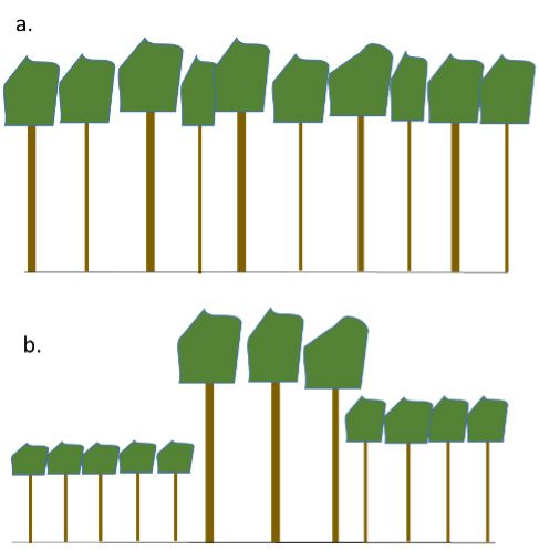 Stand profiles showing (a) even-aged stand structure and (b) balanced uneven-aged stand structure. The even-aged stand has one age class (i.e., the trees are approximately the same age). The uneven-aged stand, which in this example was developed using the group selection system, has three distinct age classes. 