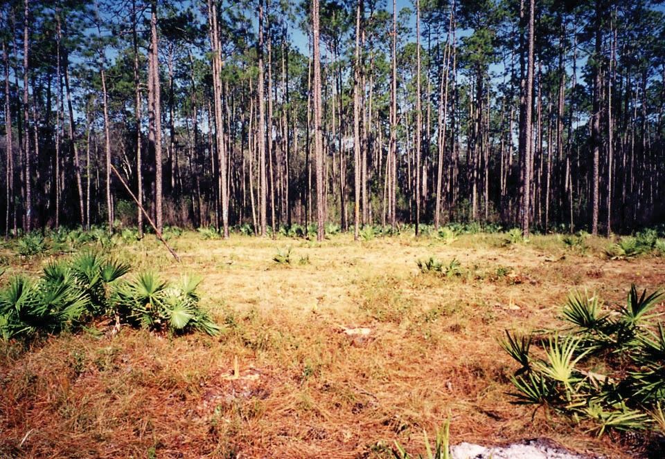 A recently harvested group selection opening in a second-growth stand of longleaf pine in the Apalachicola National Forest. 