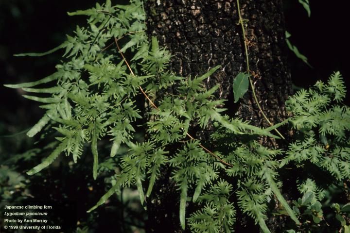 Figure 12. Japanese Climbing Fern (Lygodium japonicum).