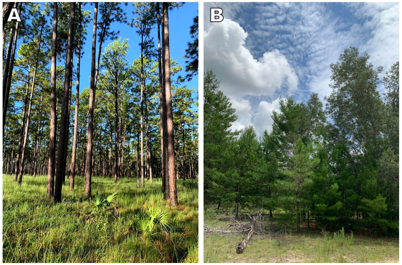 Many southern pines, such as longleaf pine (A), are good self-pruners, and their lower trunks are devoid of any branches. In contrast, sand pines (B), which do not self-prune, often have branches close to the ground, making them more likely to burn during a wildfire. 