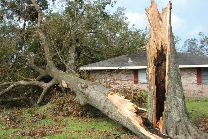 5 Most Wind-Resistant Trees for Tampa Bay Properties