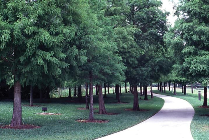 Figure 7. Baldcypress, a species increasingly planted in urban areas, was ranked as a highly wind resistant tree.