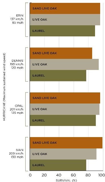 Figure 3. In a statistical comparison of sand live oak, live oak, and laurel oak survival in four Florida panhandle hurricanes, laurel oak survival was significantly less than the other two oaks (p<0.001). There was no difference between sand live oak and live oak survival.