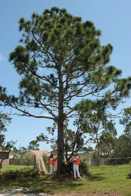 Figure 7. South Florida slash pine had 79% survival rate after Hurricane Charley.