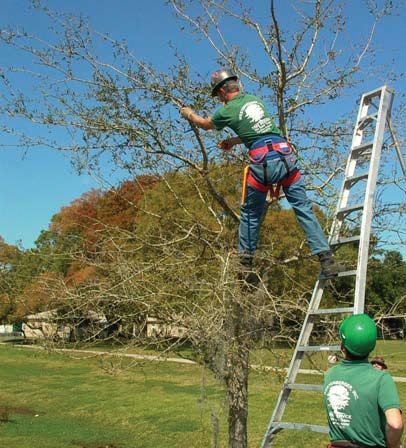 Figure 2. Los arboricultores certificados están entrenados para treparse a los árboles dañados y restaurarlos.