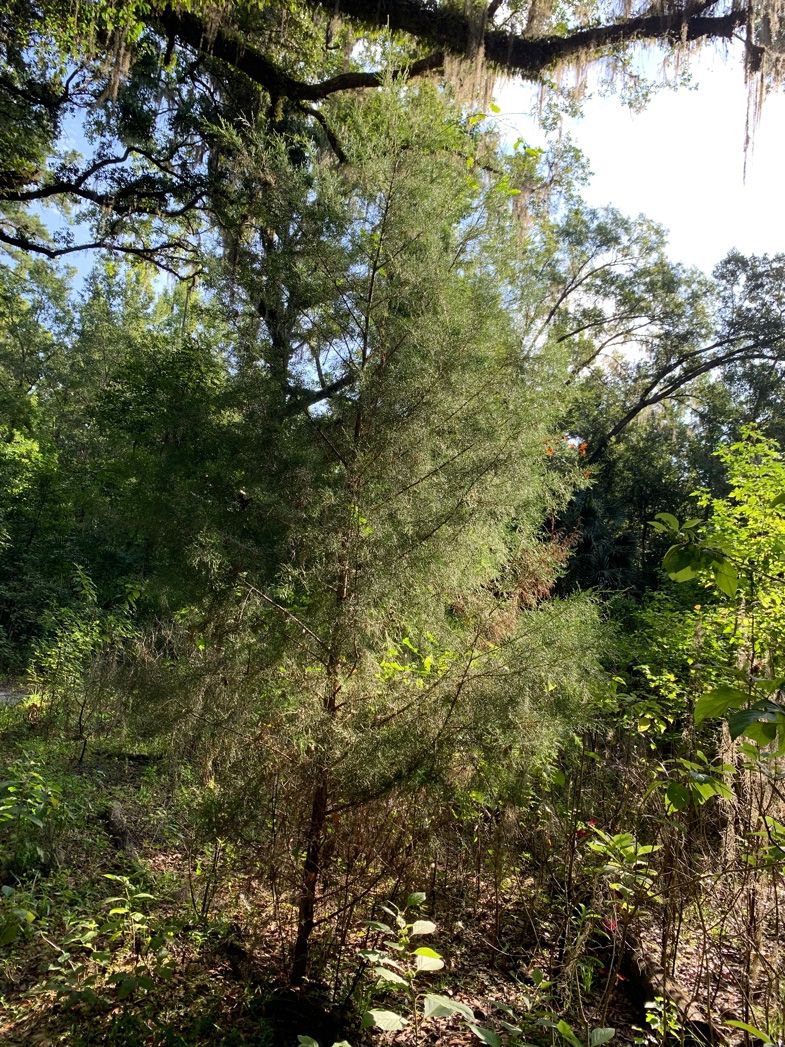 Not only are junipers highly flammable, they also do not self-prune. The retention of lower branches, as shown in this photo, increases the probability of ignition during a wildfire. 