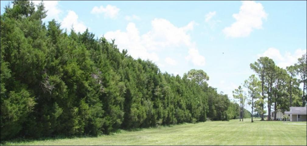 Figure 2. Single-row eastern red cedar windbreak at UF/IFAS Southwest Florida Research and Education Center, Immokalee, Florida.