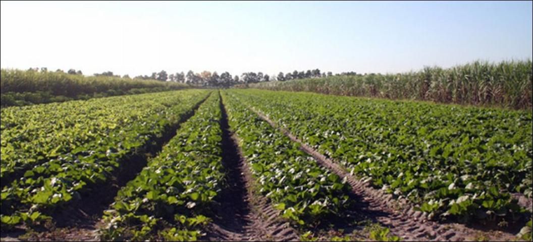 Figure 1. Sugarcane (left and right) and tree (far end) windbreaks around a vegetable farm at C&B Farms, Clewiston, Florida.