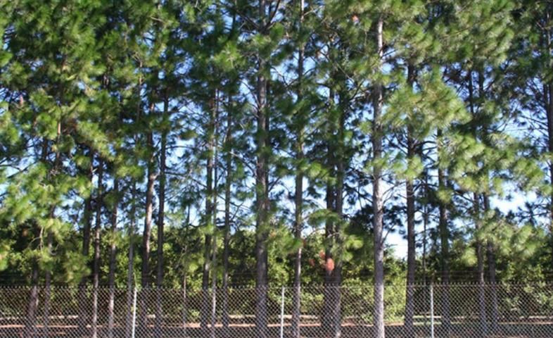 Figure 3. Three-row slash pine windbreak (front) around citrus block (back) at University of Florida, Gainesville, Florida.