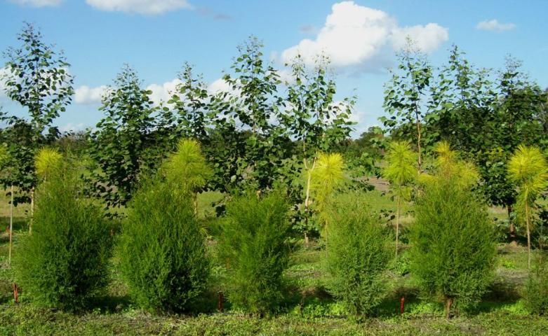 Figure 4. Three-row windbreak around citrus block—eastern red cedar (front), slash pine (middle) and eucalyptus (back row)—at UF/IFAS Plant Science Research & Education Unit, Citra, Florida.