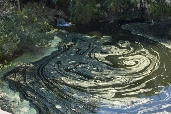 Figure 1. A layer of pollen covering a small pond in Disney World, Orlando, Florida.