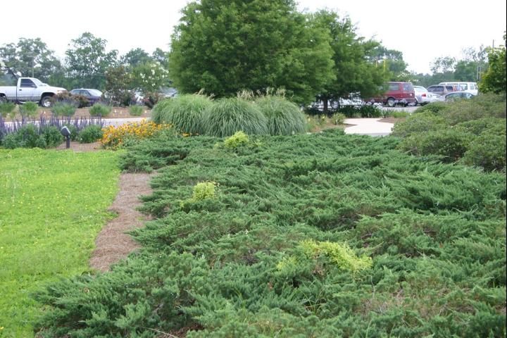 Figure 4. The three patches of light green vegetation among the dark green junipers in this landscaping are infestations of Japanese climbing fern, which was introduced from commercial pine straw.