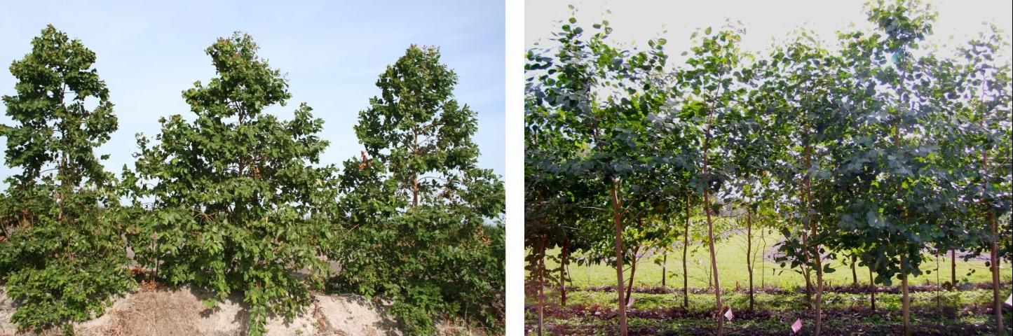 Single-row young cadaghi windbreak (left) by Castle and Rockwood at C&B Farms, Clewiston, Florida and three-row E. amplifolia windbreak (right) at Plant Science Research & Education Unit (UF) Citra, Florida. Cadaghi retains lower branches while E. amplifolia tend to shed as they grow. 