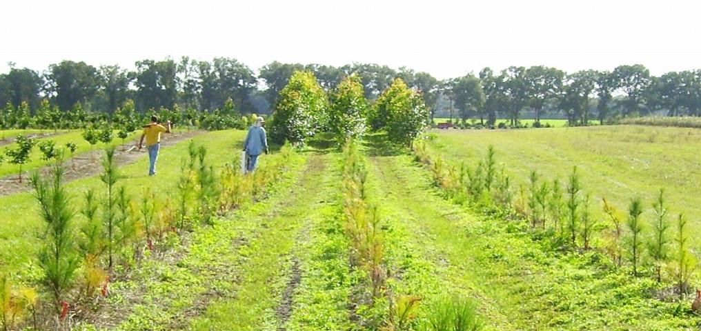 Fast-growing non-native Eucalyptus amplifolia (far end) and loblolly pine (Pinus taeda) windbreak by Castle and Rockwood at the Plant Science Research & Education Unit (UF) Citra, Florida. Both species were planted at the same time and were of similar height. 