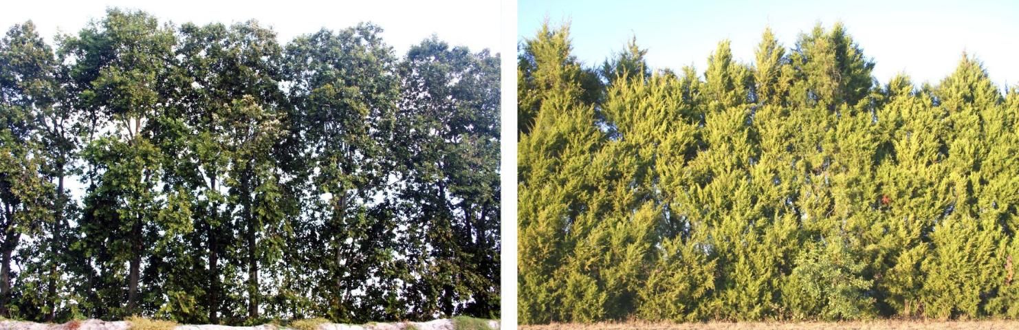 Single-row 20-year-old cadaghi windbreak (left) at C&B Farms, Clewiston, Florida and eastern redcedar windbreak (right) at Southwest Florida Research and Education Center (UF), Immokalee, Florida. Average height of cadaghi was 59 feet and eastern redcedar was 22 feet. Photo Credits: 