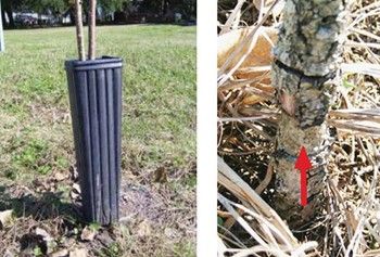 Plastic tubes protect seedlings from herbivores and weed- eater damage (left). A pine seedling damaged by weed-eater (right). 
