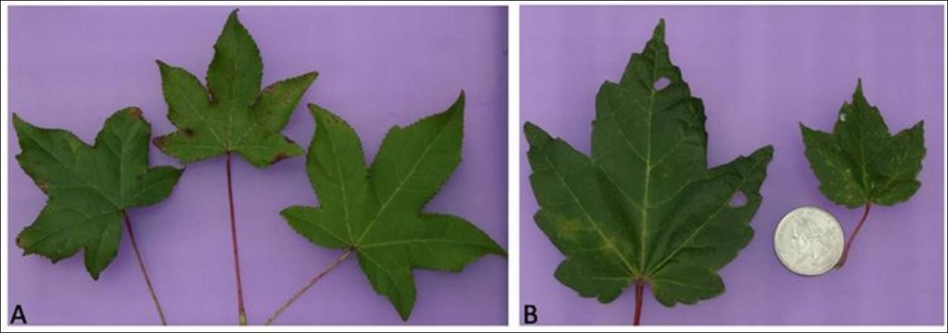 Figure 15. Sweetgum (A) and red maple (B) leaves side by side.