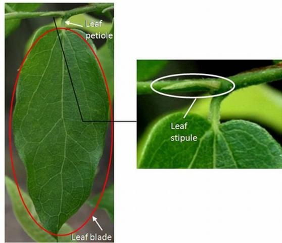 Figure 6. Components of a simple leaf.