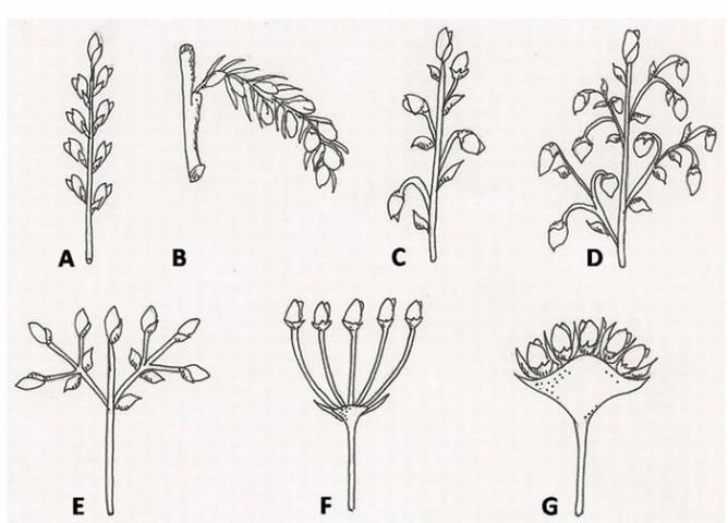 Figure 24. Flower inflorescence types: spike (A), catkin (B), raceme (C), panicle (D), cyme (E), umbel (F), and head (G).