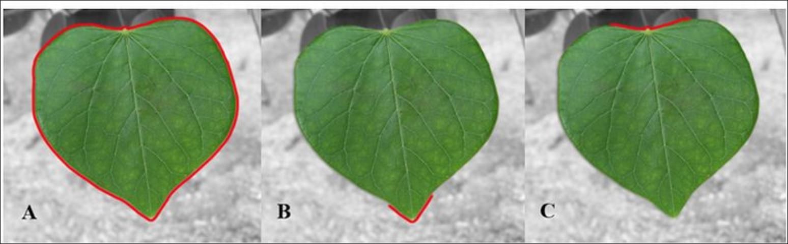 Figure 12. Components of a leaf consist of the margin (A), apex (B), and base (C).
