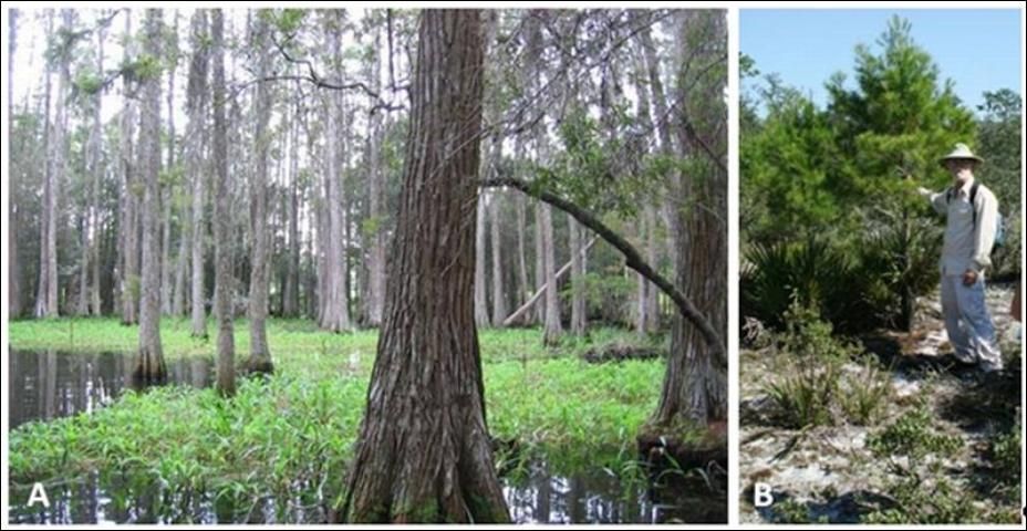 Figure 1. Cypress trees in a floodplain swamp (A) and sand pine in scrub habitat (B).