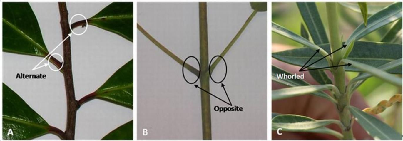 Figure 9. The three main types of leaf arrangement are: A) alternate leaf arrangement, B) opposite leaf arrangement, and C) whorled leaf arrangement.