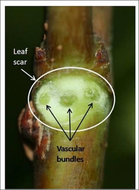 Figure 19. A sweetgum leaf scar showing three vascular bundles.