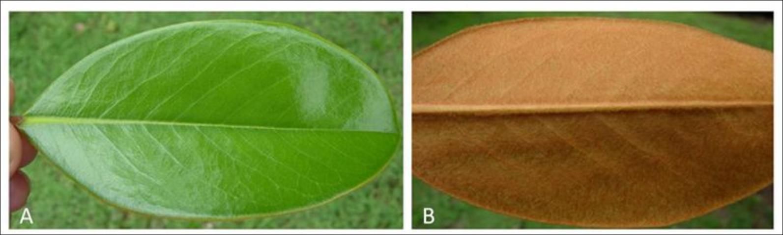Figure 14. Magnolia leaves are glabrous on their top surfaces (A) and often have a rusty-orange pubescence on their bottom surfaces (B).