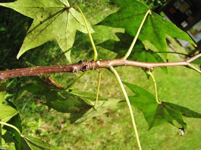 Figure 5. A terminal bud scar on the deciduous species sweetgum (Liquidambar styraciflua) indicates where new twig growth begins each season.