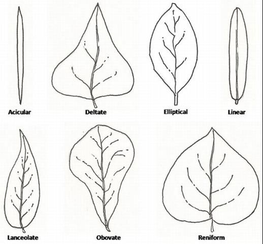 Figure 10. Seven different leaf shapes.