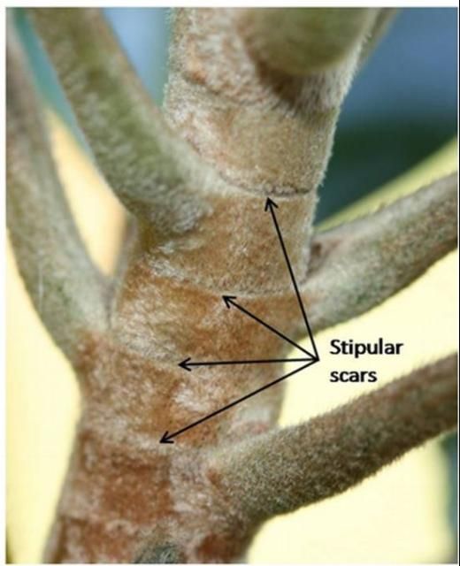 Figure 7. Stipular scars encircling a magnolia twig.