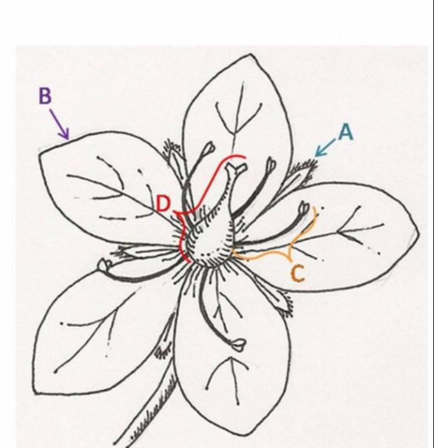 Figure 23. Basic flower anatomy: sepal (A), petal (B), stamen (C), and pistil (D).