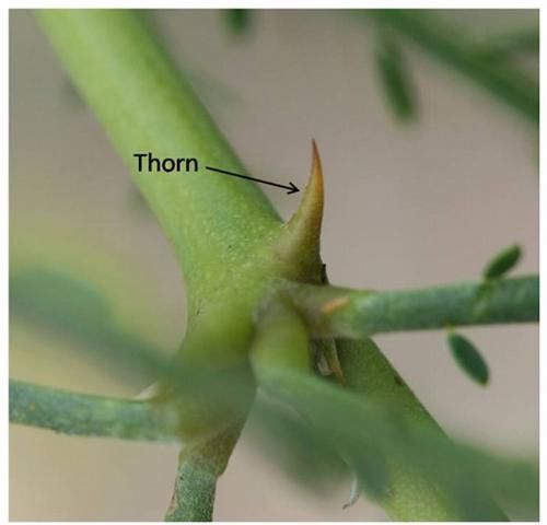 Figure 22. Thorn on a Jerusalem thorn (Parkinsonia aculeate) tree.