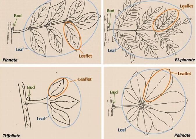 Figure 8. Compound leaf types.