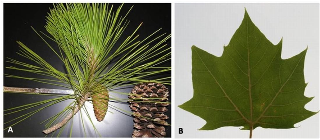 Figure 4. The difference between A) needlelike pine tree leaves, and B) the broad leaf of a sycamore.