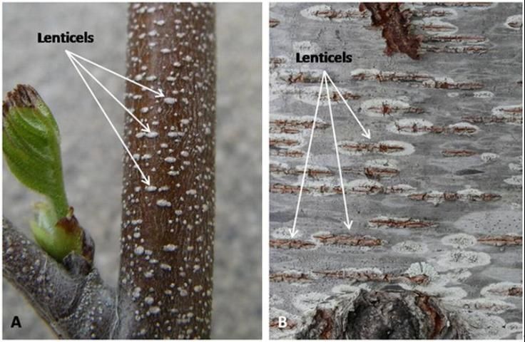 Figure 3. On these black cherry trees you can see lenticels, a distinguishing characteristic for this tree. A) shows young black cherry bark containing dot lenticels, and B) shows an older black cherry bark with horizontal lenticels.