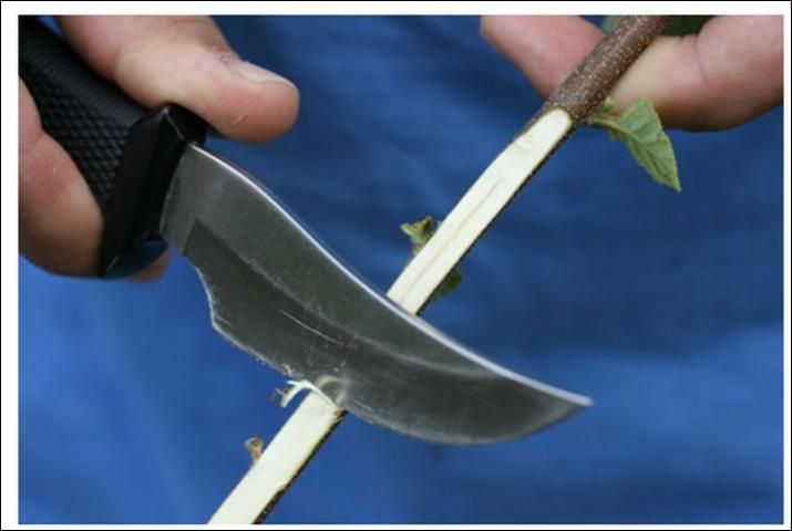 Figure 20. Example of how to cut a twig in order to view the pith.