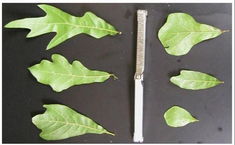 Figure 11. A water oak (Quercus nigra) tree showing variability in its leaf shapes with its most characteristic one in the upper right corner.
