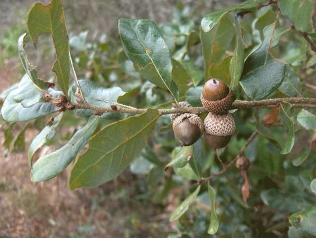 Figure 1. Leaves and acorns of Quercus chapmanii.