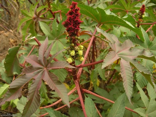 Figure 1. Leaves and inflorescence of Ricinus communis.