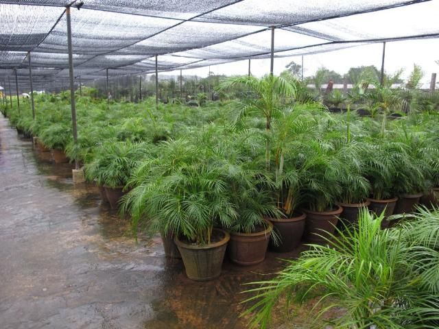 Figure 2. A cultivar of Dypsis lutescens being grown in containers under shade cloth at a nursery.