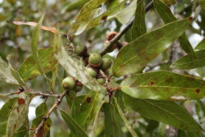Figure 1. Leaves and acorns of Quercus incana growing in Florida.
