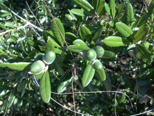 Figure 1. Leaves and acorns of Quercus geminata.