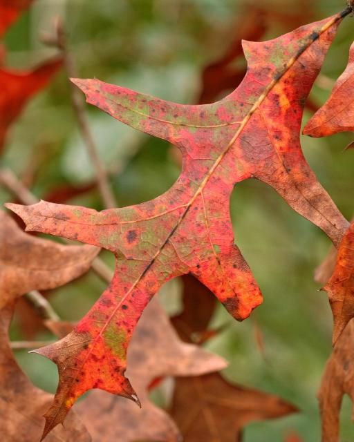 Figure 1. Leaf of Quercus laevis showing the fall colors.