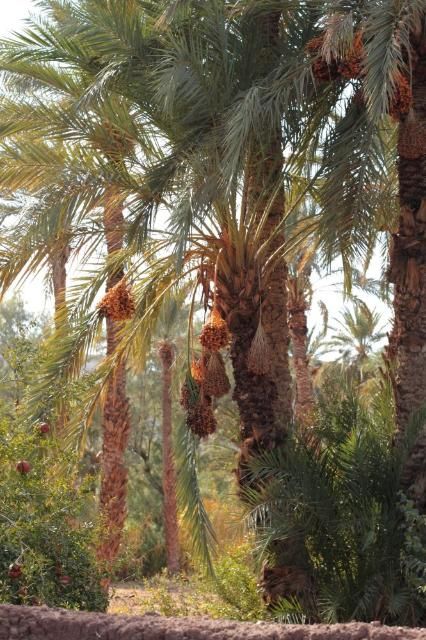Figure 1. Mature specimen of Phoenix dactylifera growing in Morocco with fruit clusters (infructescences) hanging below the leaves.
