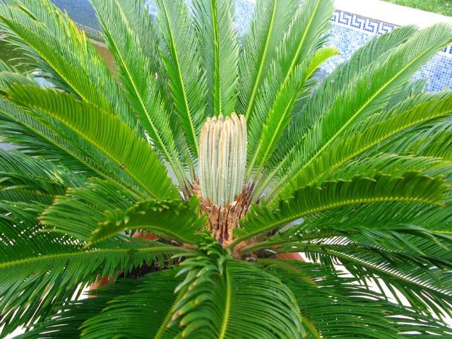 Figure 3. A flush of new leaves emerging from the top of Cycas revoluta.