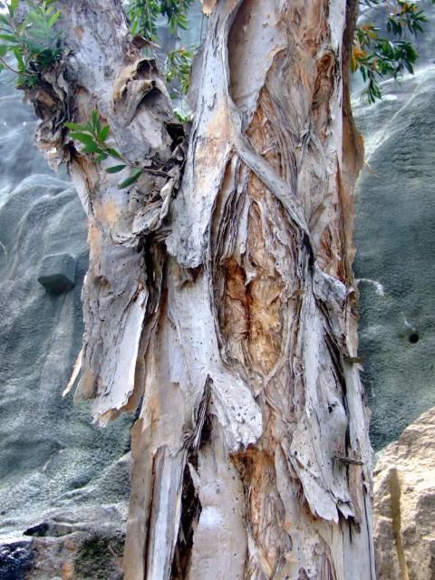 Figure 3. The peeling bark of Melaleuca quinquenervia.